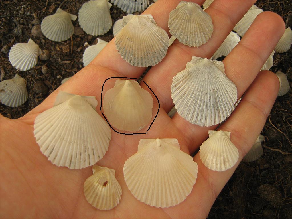 Pecten minuscoli